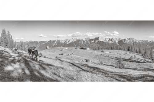 Blick über Krüneralm ins Karwendelgebirge - Auf da Krüneralm - Seitenverhältnis 2,5:1 - Kühe auf der Alm im Estergebirge - weitere Infos unter https://www.kriner-weiermann.de