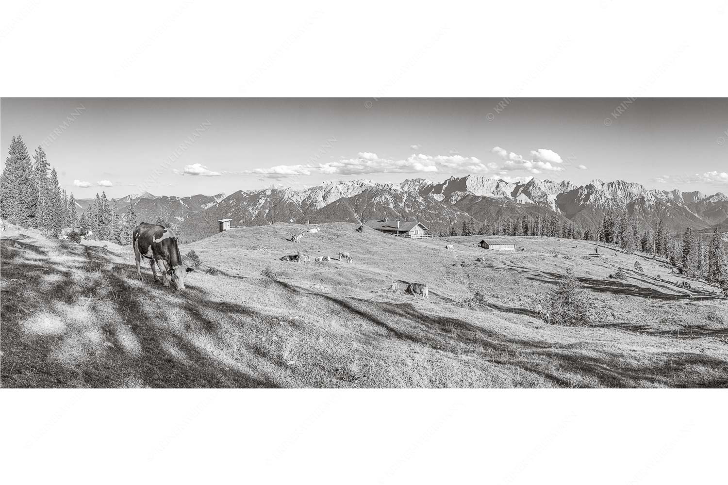 Auf da Krüneralm – Seitenverhältnis 2,5:1 — Kühe auf der Alm im Estergebirge Blick über Krüneralm ins Karwendelgebirge