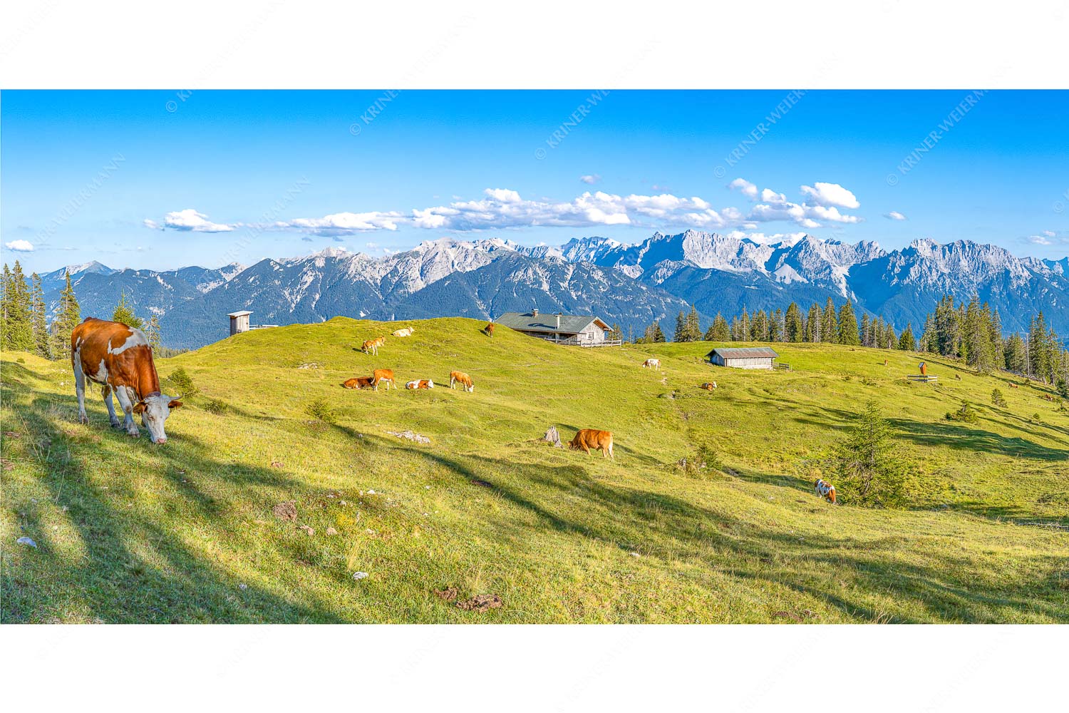 Auf da Krüneralm – Seitenverhältnis 2:1 — Kühe auf der Alm im Estergebirge Blick über Krüneralm ins Karwendelgebirge