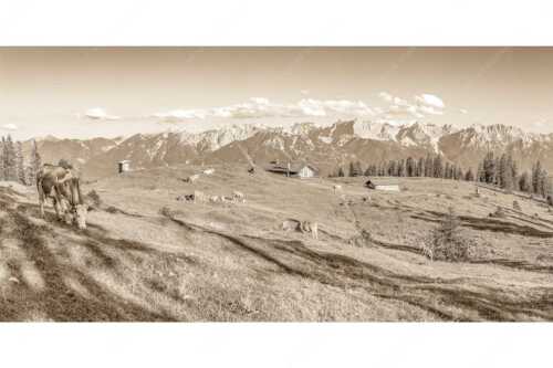 Blick über Krüneralm ins Karwendelgebirge - Auf da Krüneralm - Seitenverhältnis 2:1 - Kühe auf der Alm im Estergebirge - weitere Infos unter https://www.kriner-weiermann.de