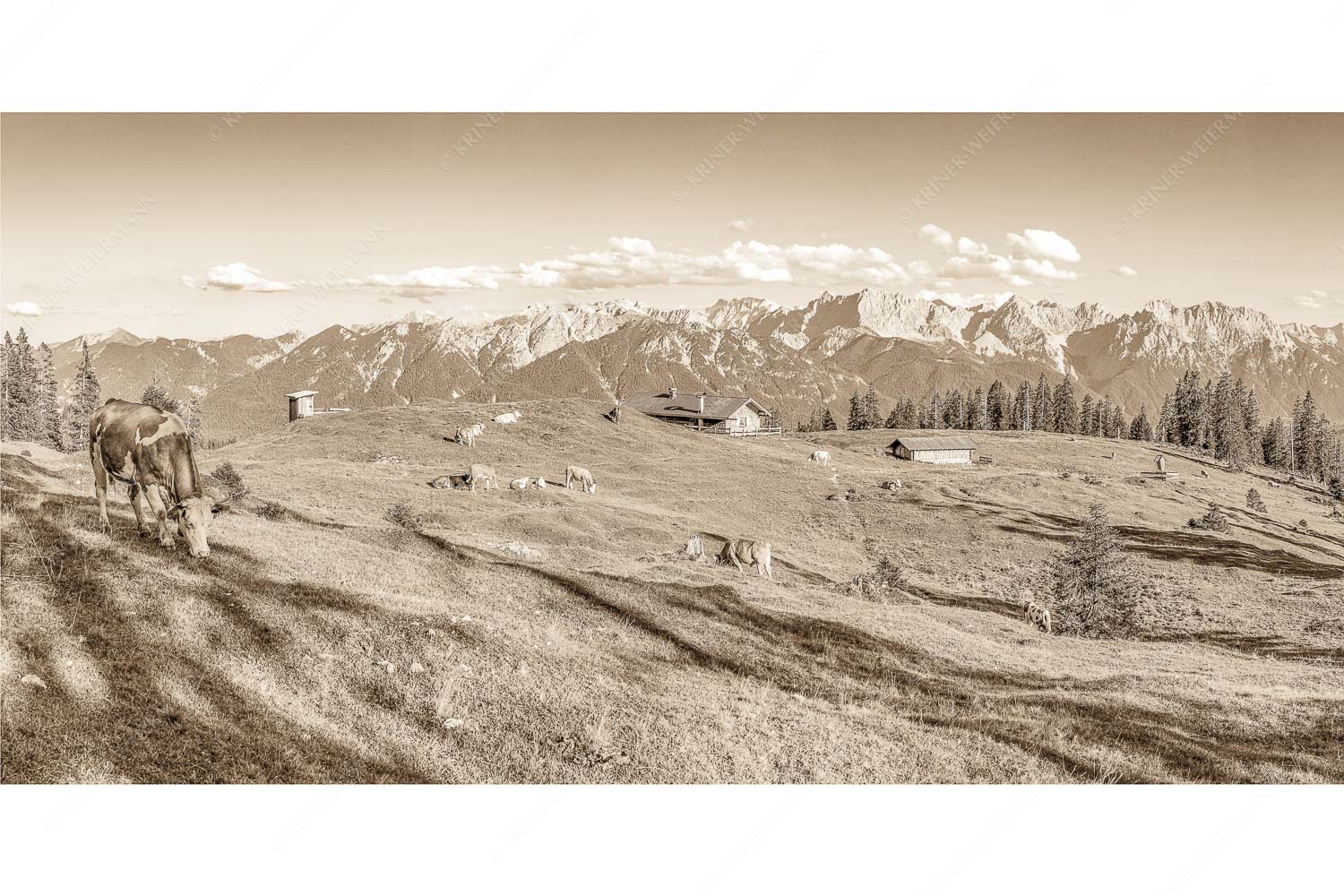 Auf da Krüneralm – Seitenverhältnis 2:1 — Kühe auf der Alm im Estergebirge Blick über Krüneralm ins Karwendelgebirge