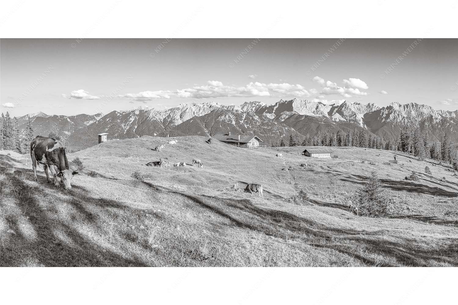 Auf da Krüneralm – Seitenverhältnis 2:1 — Kühe auf der Alm im Estergebirge Blick über Krüneralm ins Karwendelgebirge