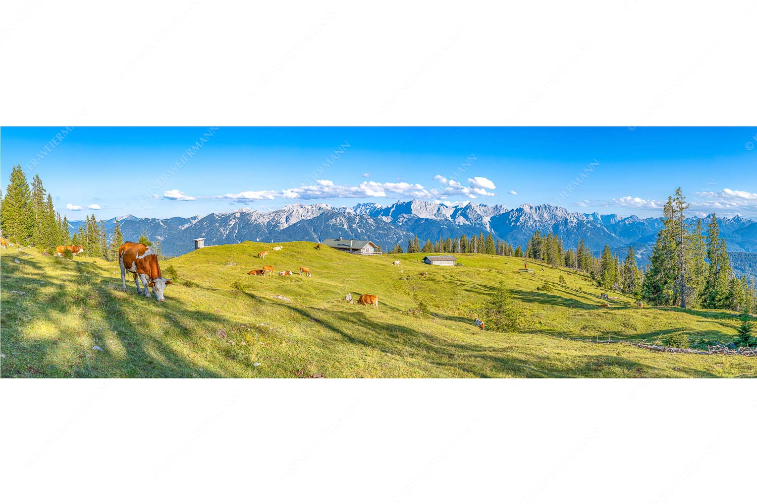 Blick über Krüneralm ins Karwendelgebirge - Auf da Krüneralm - Seitenverhältnis 3:1 - Kühe auf der Alm im Estergebirge - weitere Infos unter https://www.kriner-weiermann.de