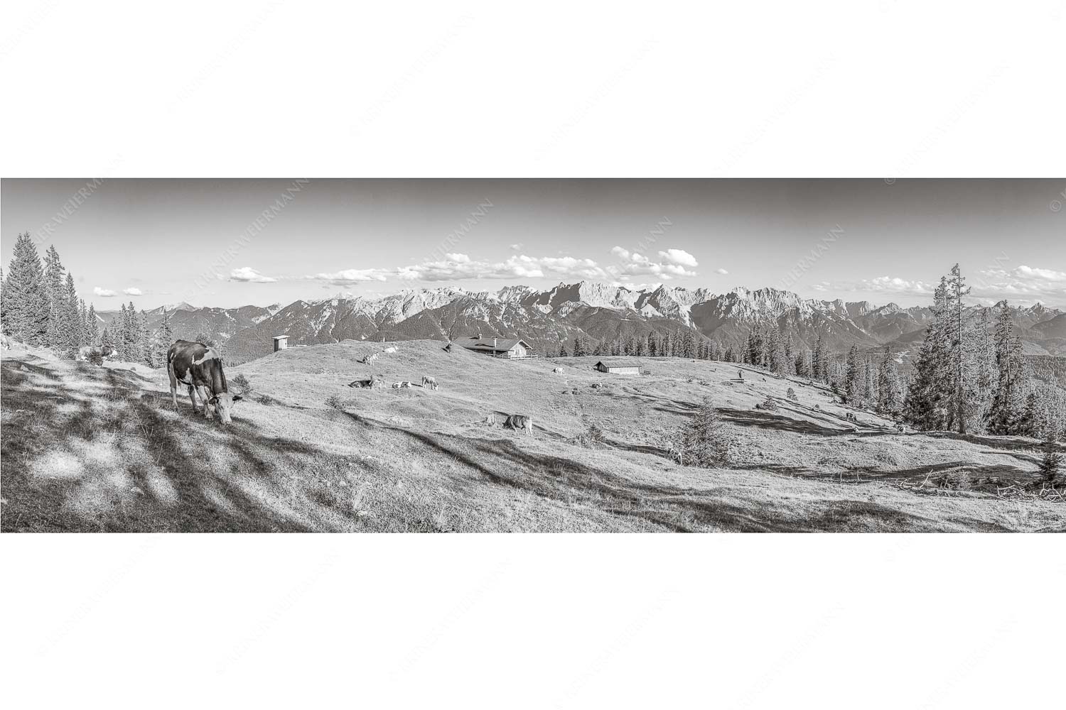 Auf da Krüneralm – Seitenverhältnis 3:1 — Kühe auf der Alm im Estergebirge Blick über Krüneralm ins Karwendelgebirge