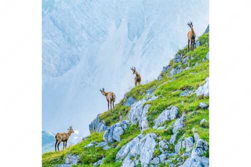 Junge Gams im Karwendel - Aufgereiht - Seitenverhältnis 1:1 - Gämsen im Karwendelgebirge - weitere Infos unter https://www.kriner-weiermann.de