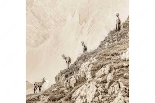 Junge Gams im Karwendel - Aufgereiht - Seitenverhältnis 1:1 - Gämsen im Karwendelgebirge - weitere Infos unter https://www.kriner-weiermann.de