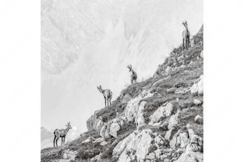 Junge Gams im Karwendel - Aufgereiht - Seitenverhältnis 1:1 - Gämsen im Karwendelgebirge - weitere Infos unter https://www.kriner-weiermann.de