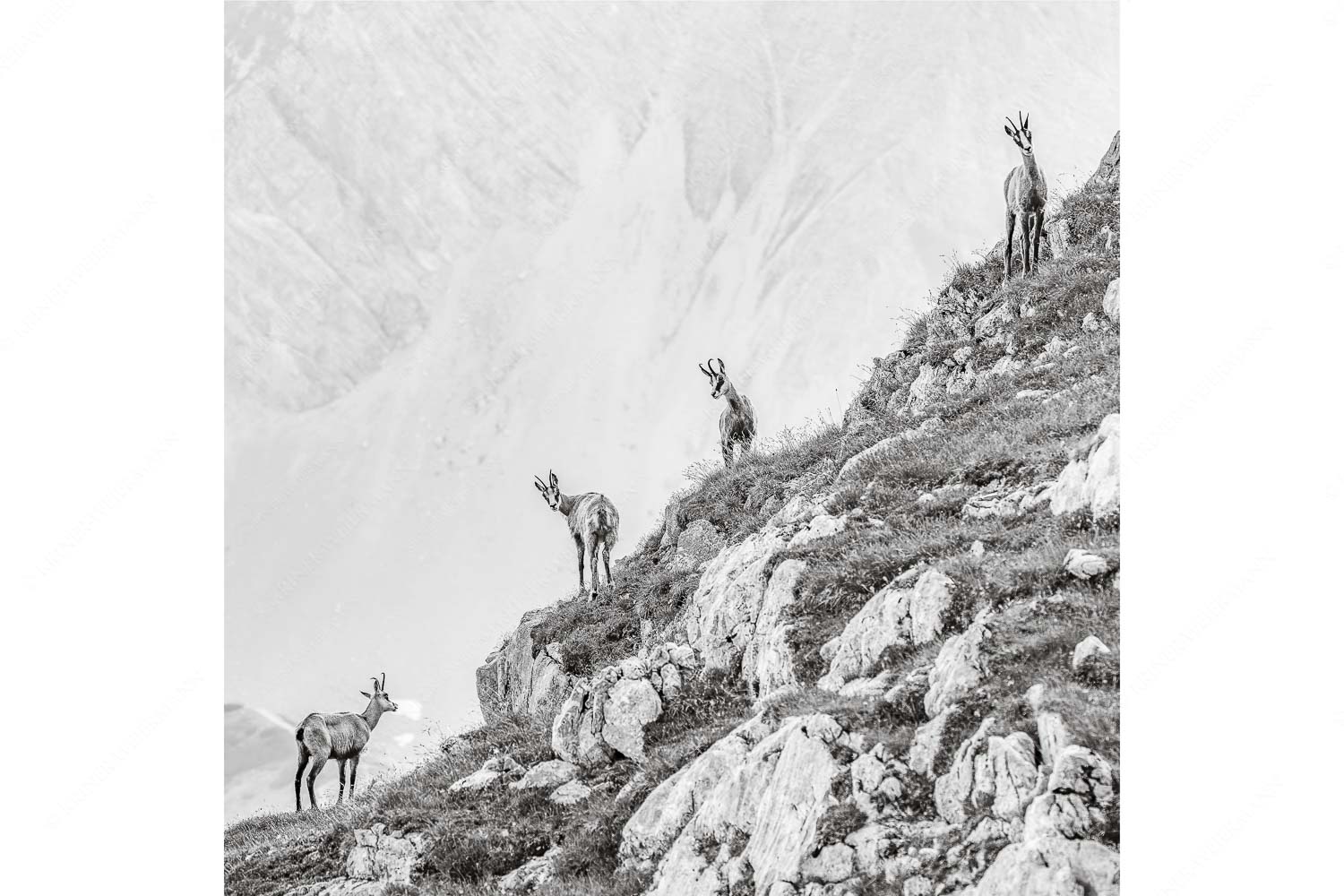 Aufgereiht – Seitenverhältnis 1:1 — Gämsen im Karwendelgebirge Junge Gams im Karwendel