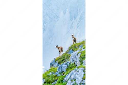 Junge Gams im Karwendel - Aufgereiht - Seitenverhältnis 1:2 - Gämsen im Karwendelgebirge - weitere Infos unter https://www.kriner-weiermann.de