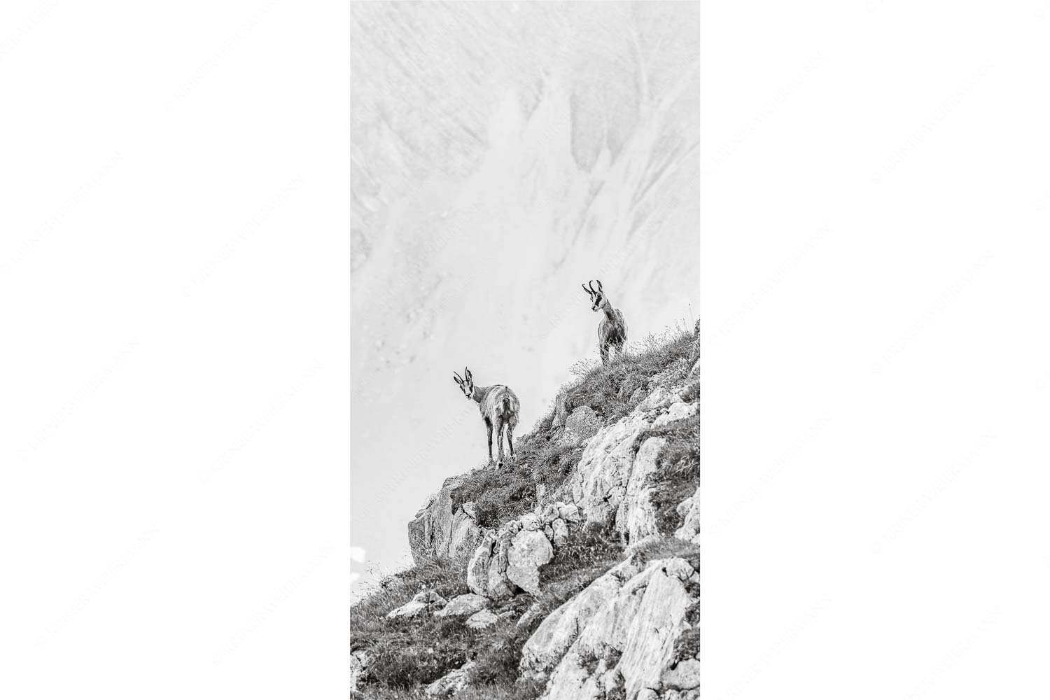 Junge Gams im Karwendel - Aufgereiht - Seitenverhältnis 1:2 - Gämsen im Karwendelgebirge - weitere Infos unter https://www.kriner-weiermann.de