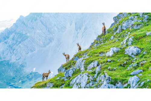 Junge Gams im Karwendel - Aufgereiht - Seitenverhältnis 2:1 - Gämsen im Karwendelgebirge - weitere Infos unter https://www.kriner-weiermann.de