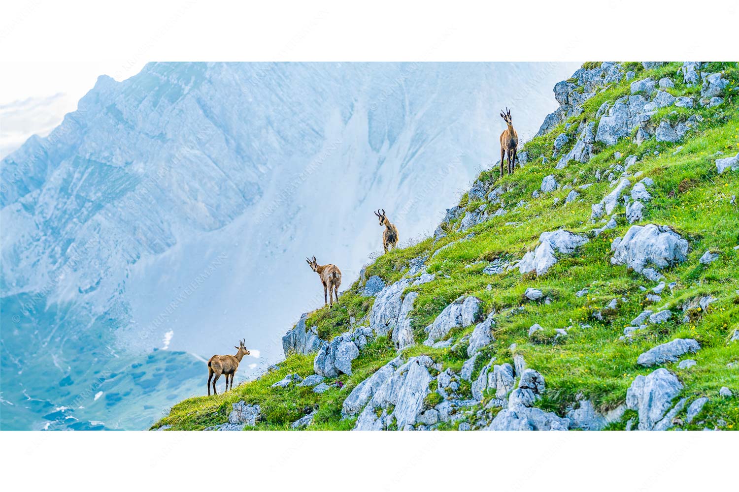 Aufgereiht – Seitenverhältnis 2:1 — Gämsen im Karwendelgebirge Junge Gams im Karwendel