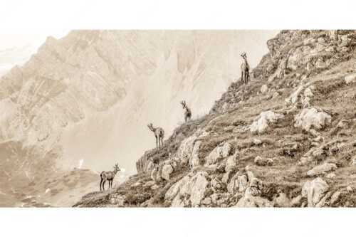 Junge Gams im Karwendel - Aufgereiht - Seitenverhältnis 2:1 - Gämsen im Karwendelgebirge - weitere Infos unter https://www.kriner-weiermann.de