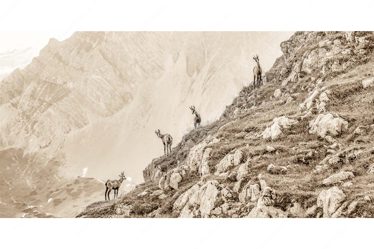 Aufgereiht – Seitenverhältnis 2:1 — Gämsen im Karwendelgebirge Junge Gams im Karwendel