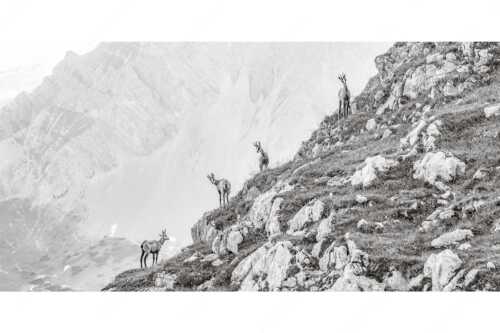 Junge Gams im Karwendel - Aufgereiht - Seitenverhältnis 2:1 - Gämsen im Karwendelgebirge - weitere Infos unter https://www.kriner-weiermann.de