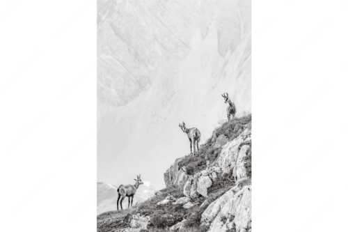 Junge Gams im Karwendel - Aufgereiht - Seitenverhältnis 2:3 - Gämsen im Karwendelgebirge - weitere Infos unter https://www.kriner-weiermann.de