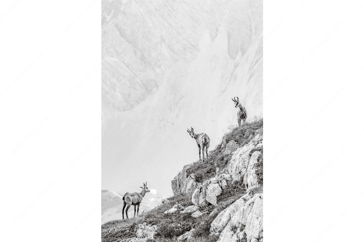 Aufgereiht – Seitenverhältnis 2:3 — Gämsen im Karwendelgebirge Junge Gams im Karwendel