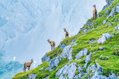 Junge Gams im Karwendel - Aufgereiht - Seitenverhältnis 3:2 - Gämsen im Karwendelgebirge - weitere Infos unter https://www.kriner-weiermann.de