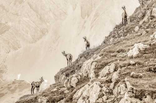 Junge Gams im Karwendel - Aufgereiht - Seitenverhältnis 3:2 - Gämsen im Karwendelgebirge - weitere Infos unter https://www.kriner-weiermann.de