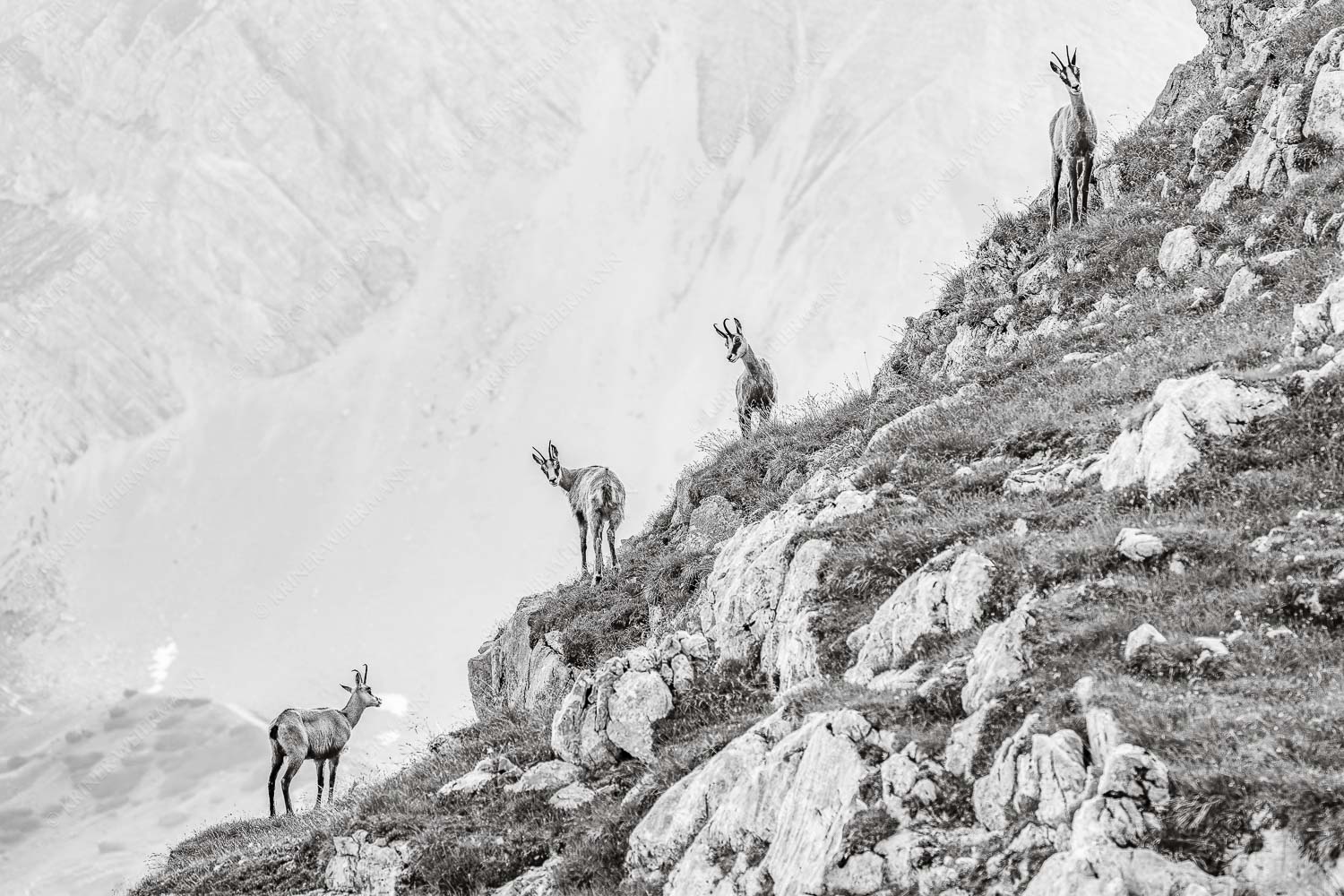 Aufgereiht – Seitenverhältnis 3:2 — Gämsen im Karwendelgebirge Junge Gams im Karwendel