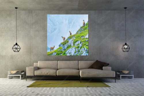 Junge Gams im Karwendel - Aufgereiht - Größe ca. 160x160cm, Seitenverhältnis 1:1 - Gämsen im Karwendelgebirge - weitere Infos unter https://www.kriner-weiermann.de