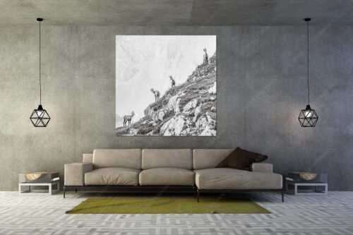 Junge Gams im Karwendel - Aufgereiht - Größe ca. 160x160cm, Seitenverhältnis 1:1 - Gämsen im Karwendelgebirge - weitere Infos unter https://www.kriner-weiermann.de