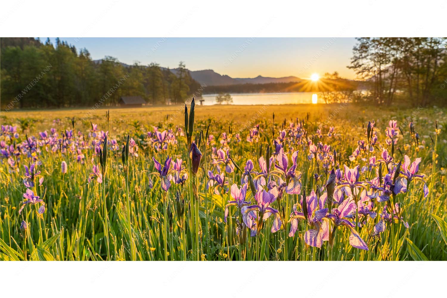 Augenweide – Seitenverhältnis 2:1 — Schwertlilien Iris am Barmsee Schwertlilien im Sonnenaufgang im Oberen Isartal