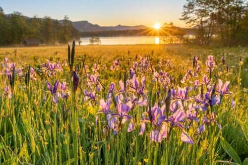 Schwertlilien im Sonnenaufgang im Oberen Isartal - Augenweide - Seitenverhältnis 3:2 - Schwertlilien Iris am Barmsee - weitere Infos unter https://www.kriner-weiermann.de