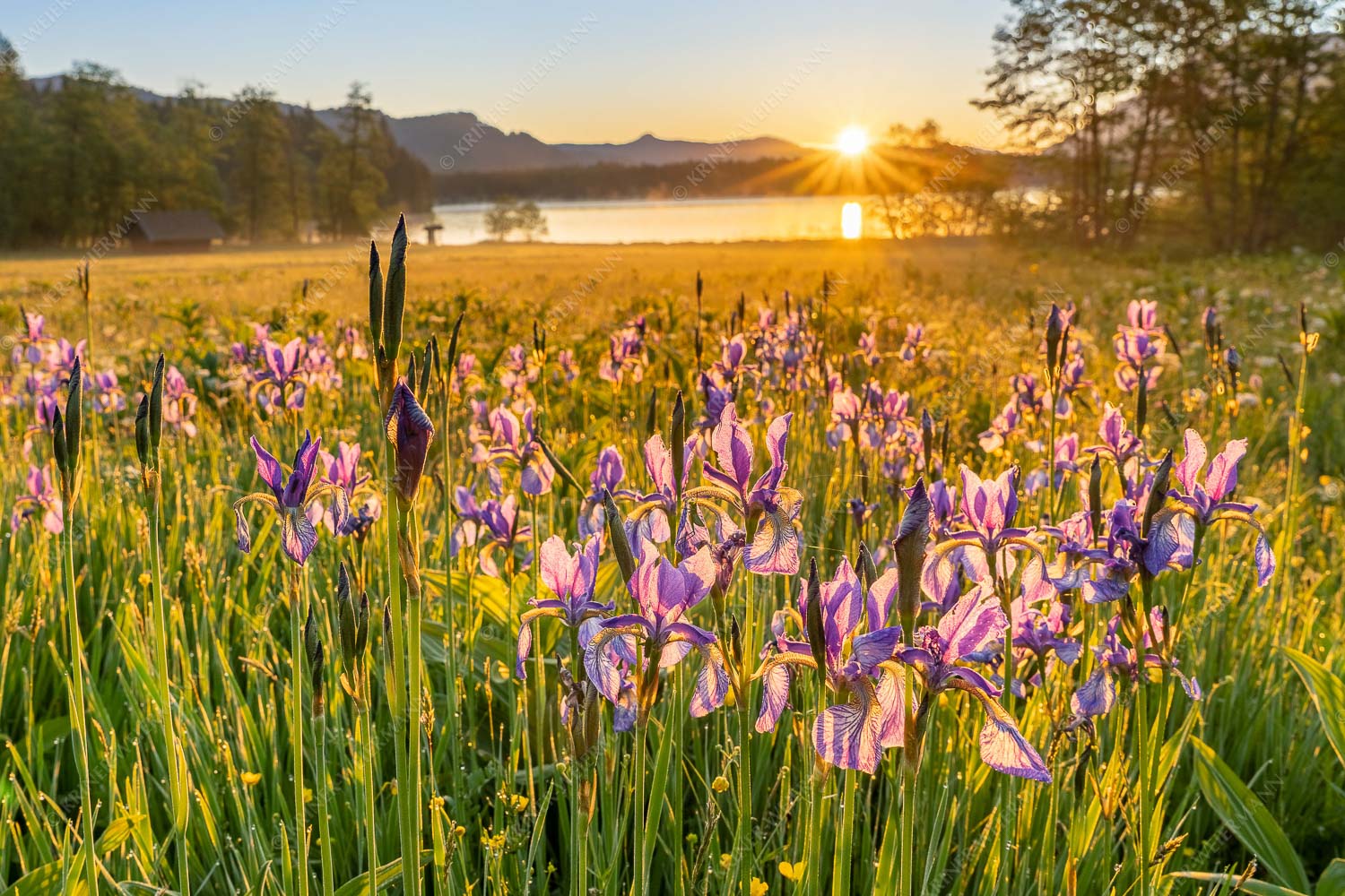 Augenweide – Seitenverhältnis 3:2 — Schwertlilien Iris am Barmsee Schwertlilien im Sonnenaufgang im Oberen Isartal
