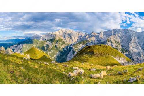 Bergschafe auf der letzten Herbstweide im Wettersteingebirge - Balsam für die Seele - Seitenverhältnis 2:1 - Schafe im Wetterstein - weitere Infos unter https://www.kriner-weiermann.de