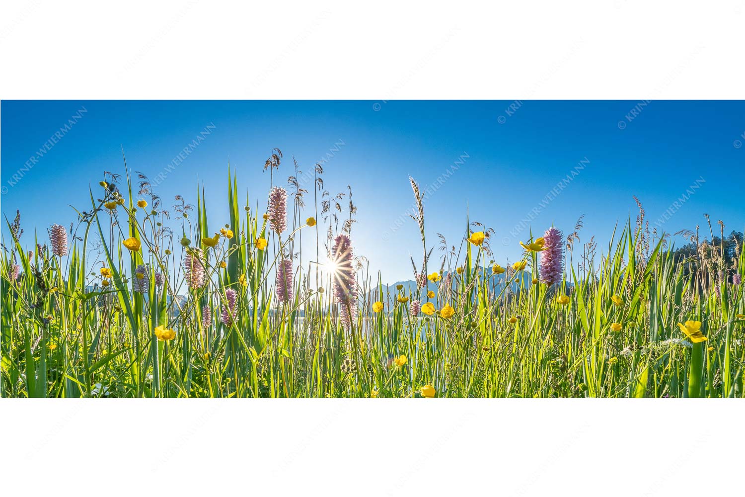 Barmseeschilf – Seitenverhältnis 2,5:1 — Schilf Blumen und Gräser am Barmsee Sonnenaufgang am Barmsee