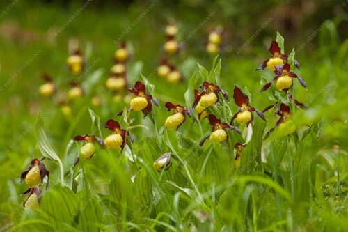Der Gelbe Frauenschuh (Cypripedium calceolus) ist die größte Orchideenart in Europa - Begossene Schönheit - Seitenverhältnis 3:2 - Frauenschuhe im Karwendel - weitere Infos unter https://www.kriner-weiermann.de