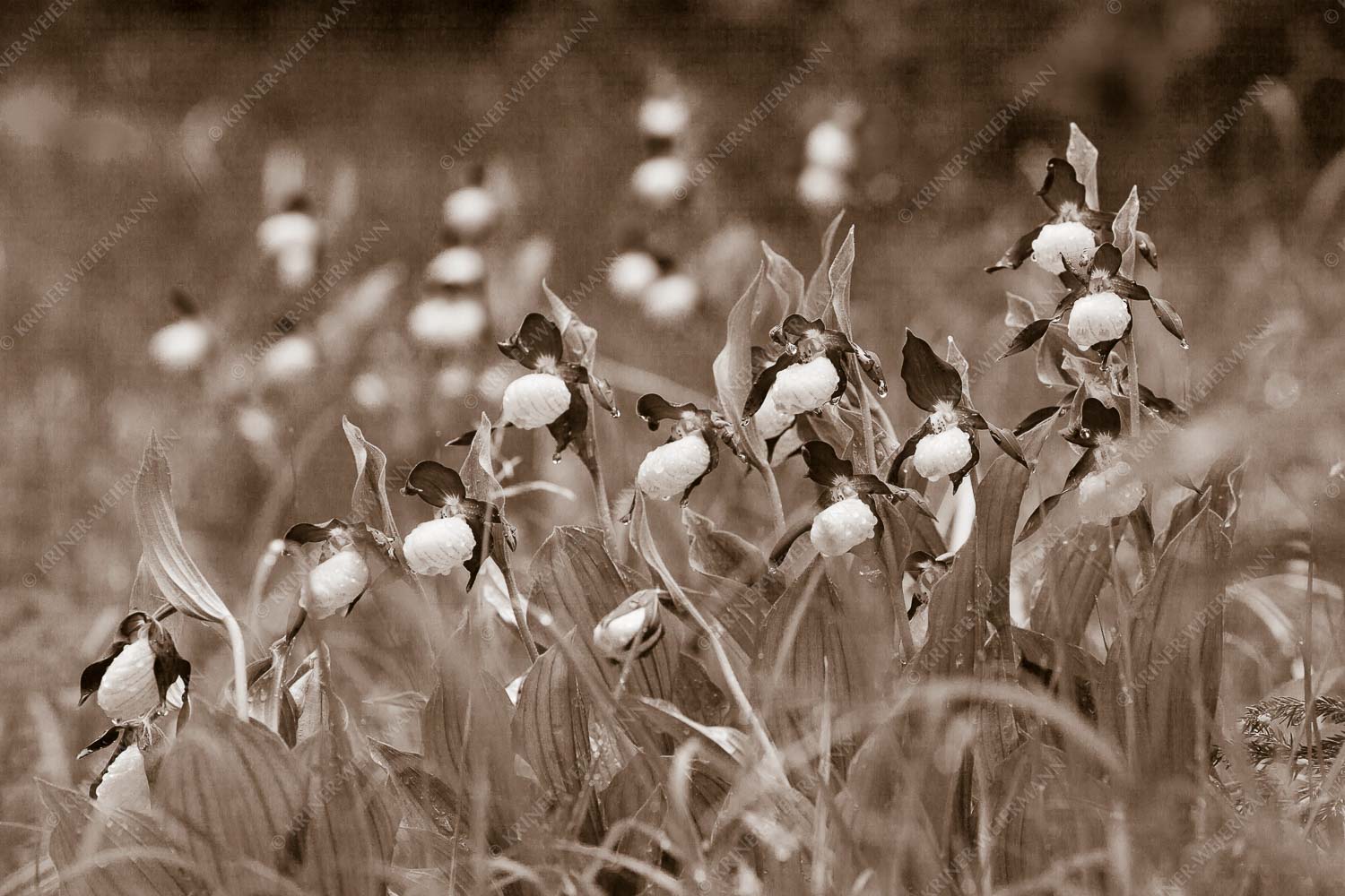 Begossene Schönheit – Seitenverhältnis 3:2 — Frauenschuhe im Karwendel Der Gelbe Frauenschuh (Cypripedium calceolus) ist die größte Orchideenart in Europa