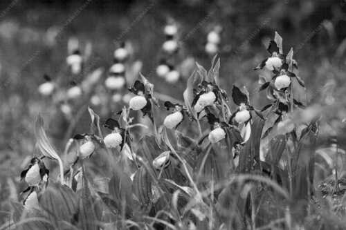 Der Gelbe Frauenschuh (Cypripedium calceolus) ist die größte Orchideenart in Europa - Begossene Schönheit - Seitenverhältnis 3:2 - Frauenschuhe im Karwendel - weitere Infos unter https://www.kriner-weiermann.de