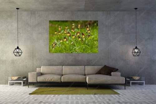 Der Gelbe Frauenschuh (Cypripedium calceolus) ist die größte Orchideenart in Europa - Begossene Schönheit - Größe ca. 180x120cm, Seitenverhältnis 3:2 - Frauenschuhe im Karwendel - weitere Infos unter https://www.kriner-weiermann.de