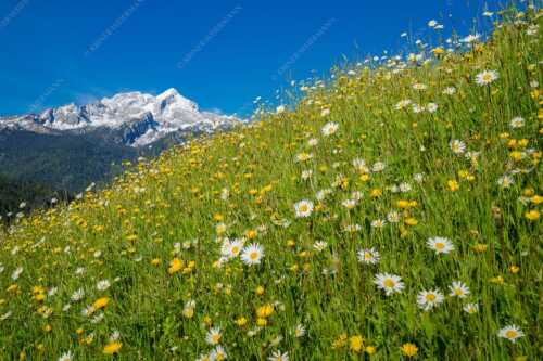 Blick über die Bergbauernwiesen von Hintergraseck hinüber zum Alpspitzmassiv - Bergbauernwiese - Seitenverhältnis 3:2 - Alpspitze mit Bergbauernwiese - weitere Infos unter https://www.kriner-weiermann.de
