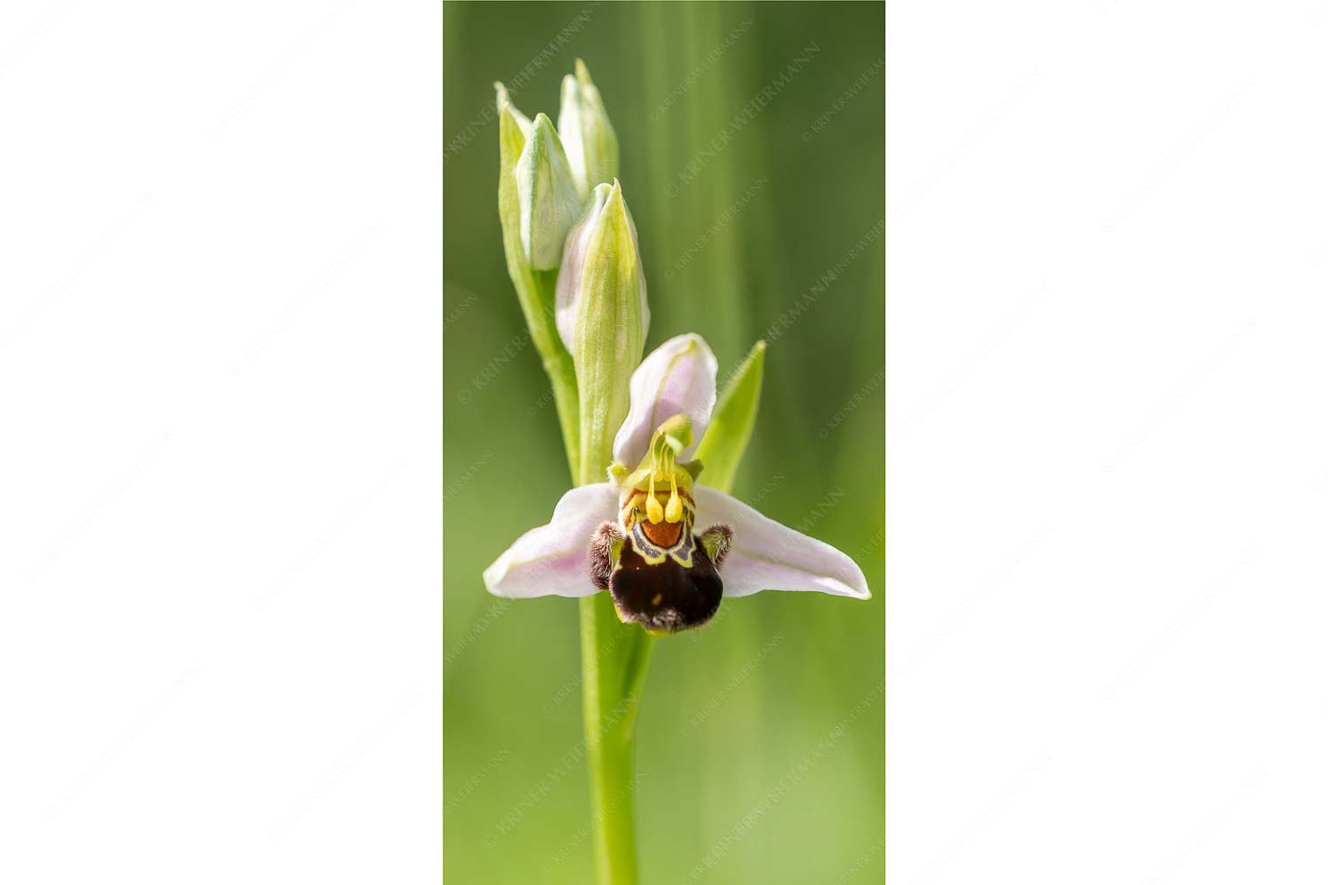 Bienenragwurz (Ophrys apifera) ist in Deutschland eine vom aussterben bedrohte Art