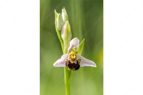 Bienenragwurz (Ophrys apifera) ist in Deutschland eine vom aussterben bedrohte Art - Bienenragwurz - Seitenverhältnis 2:3 - Bienenragwurz Orchidee - weitere Infos unter https://www.kriner-weiermann.de