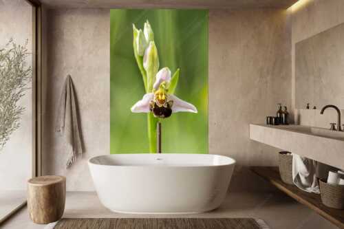 Bienenragwurz (Ophrys apifera) ist in Deutschland eine vom aussterben bedrohte Art - Bienenragwurz - Größe ca. 160x240cm, Seitenverhältnis 2:3 - Bienenragwurz Orchidee - weitere Infos unter https://www.kriner-weiermann.de