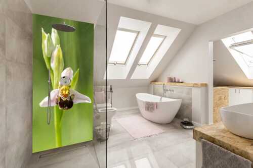 Bienenragwurz (Ophrys apifera) ist in Deutschland eine vom aussterben bedrohte Art - Bienenragwurz - Größe ca. 110x220cm, Seitenverhältnis 1:2 - Bienenragwurz Orchidee - weitere Infos unter https://www.kriner-weiermann.de