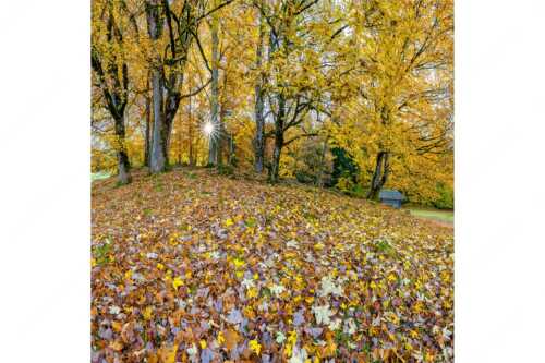 Herbstlaub am Wamberg - Bladlan - Seitenverhältnis 1:1 - Herbstliche Ahornblätter am Wamberg - weitere Infos unter https://www.kriner-weiermann.de