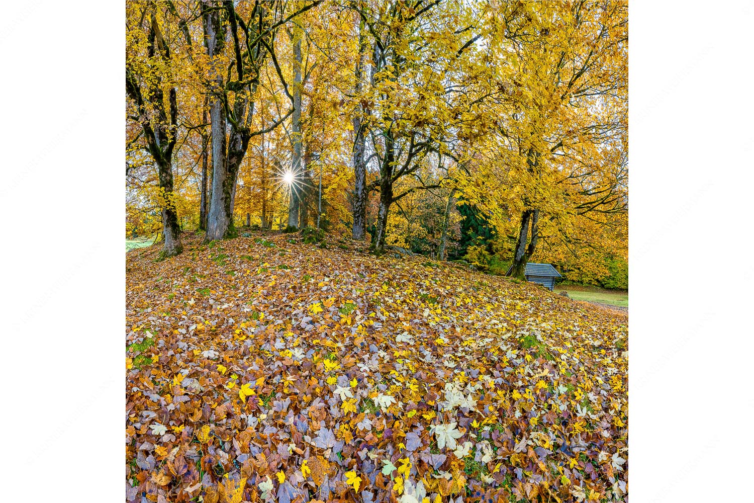 Herbstlaub am Wamberg