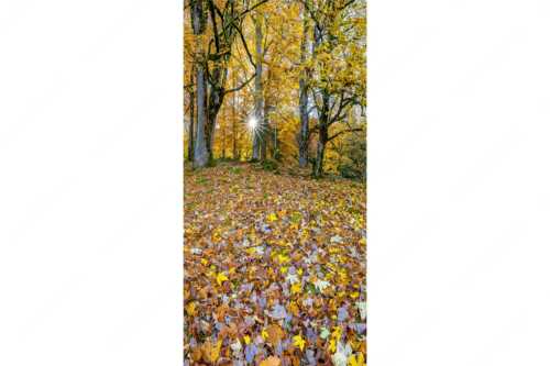 Herbstlaub am Wamberg - Bladlan - Seitenverhältnis 1:2 - Herbstliche Ahornblätter am Wamberg - weitere Infos unter https://www.kriner-weiermann.de
