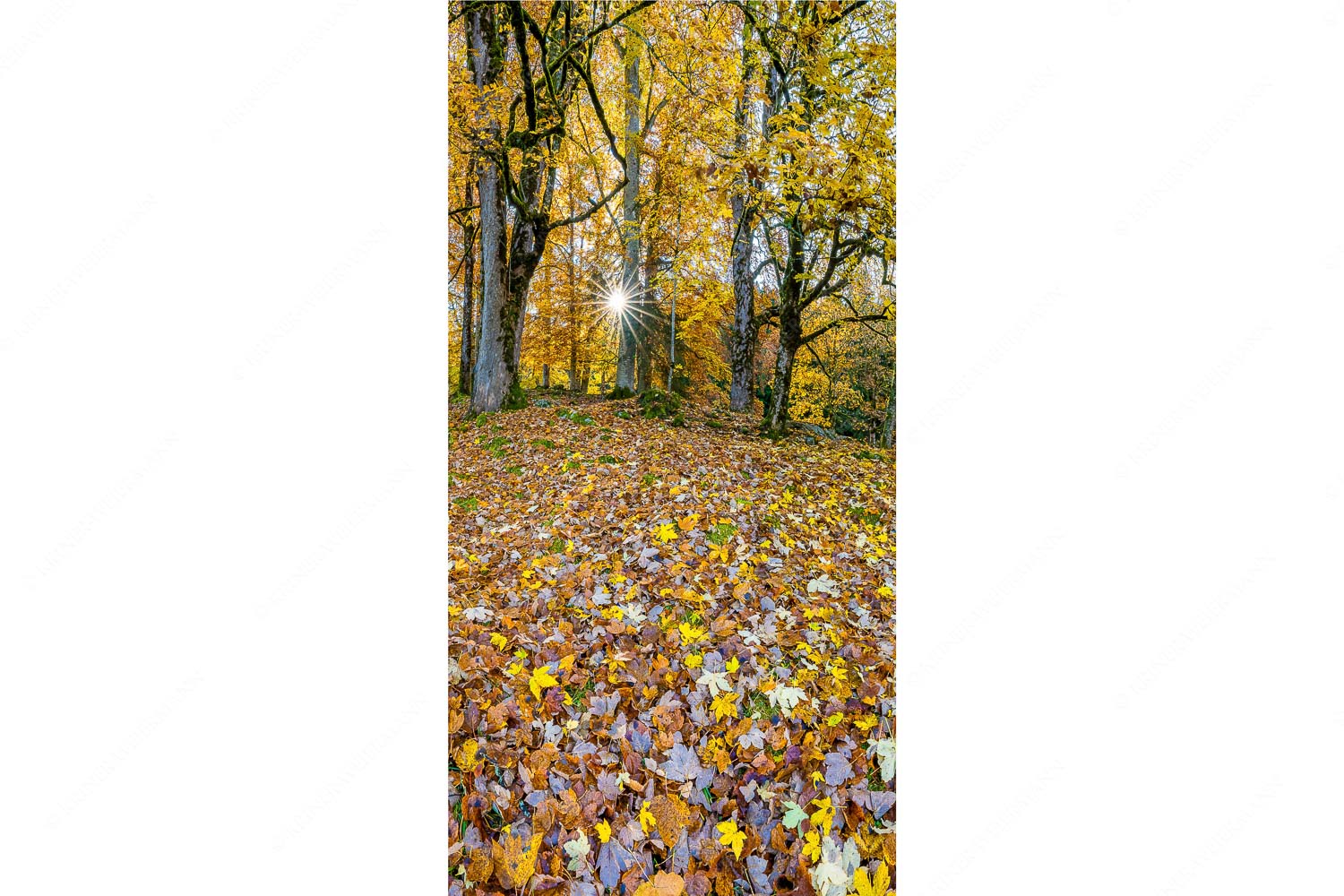 Herbstlaub am Wamberg