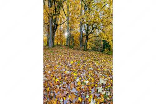 Herbstlaub am Wamberg - Bladlan - Seitenverhältnis 2:3 - Herbstliche Ahornblätter am Wamberg - weitere Infos unter https://www.kriner-weiermann.de