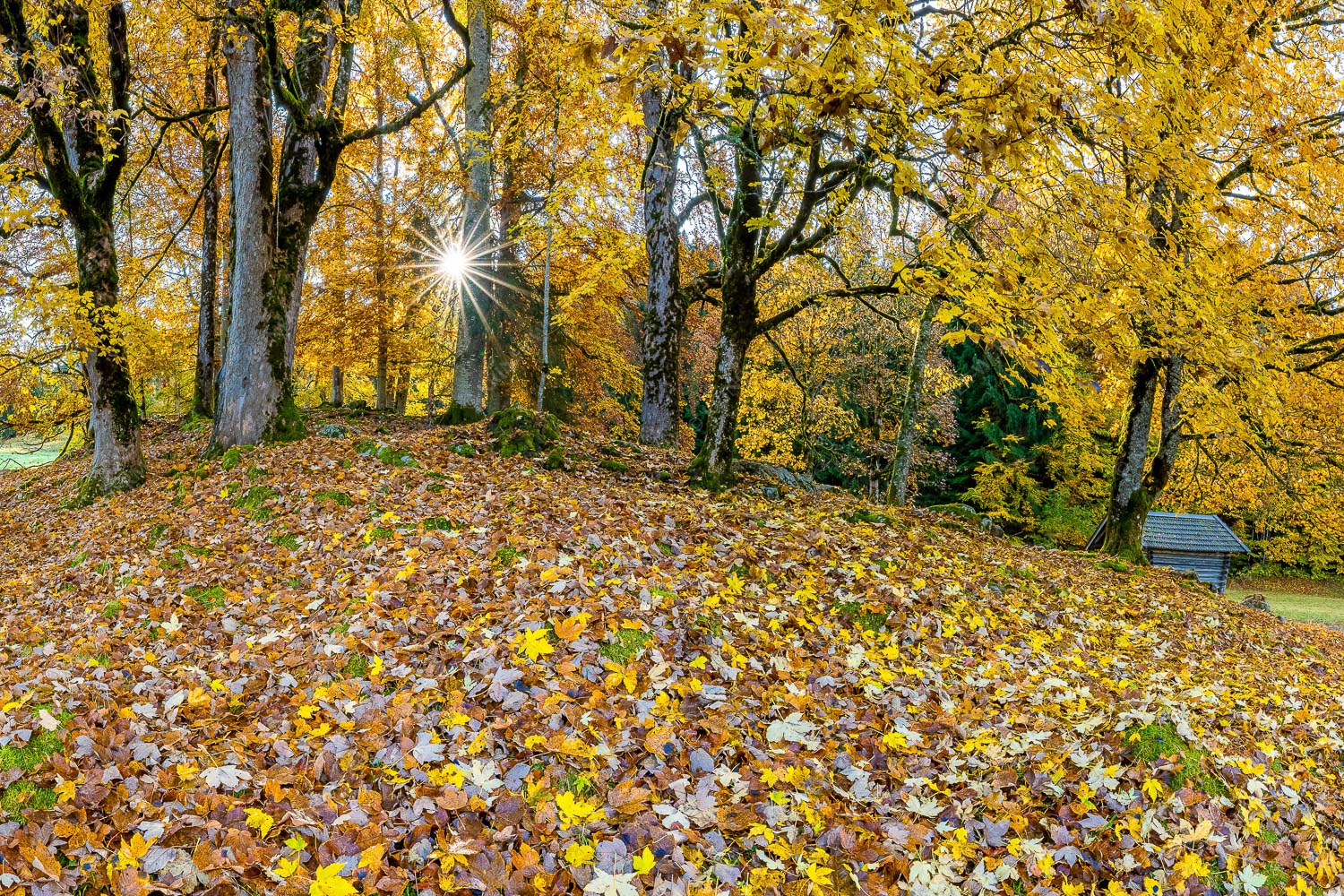 Herbstlaub am Wamberg