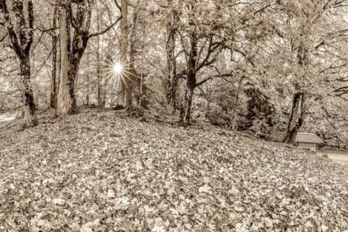 Herbstlaub am Wamberg - Bladlan - Seitenverhältnis 3:2 - Herbstliche Ahornblätter am Wamberg - weitere Infos unter https://www.kriner-weiermann.de