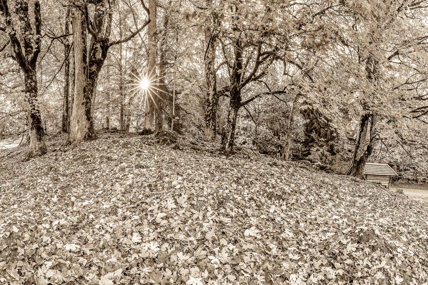 Bladlan – Seitenverhältnis 3:2 — Herbstliche Ahornblätter am Wamberg Herbstlaub am Wamberg