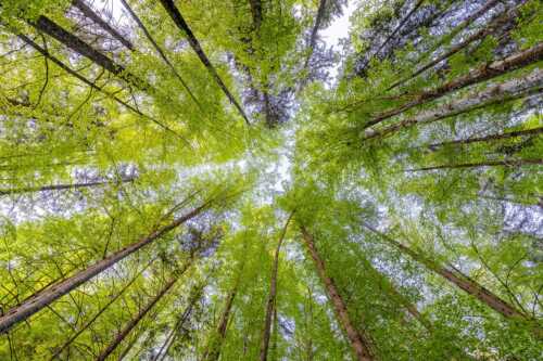 Junge Buchen in frischem Grün - Blick nach Oben - Seitenverhältnis 3:2 - Frühling im Wald - weitere Infos unter https://www.kriner-weiermann.de