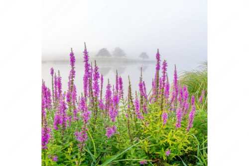 Nebeliger Sommermorgen am Schmalensee - Blüten im Grau - Seitenverhältnis 1:1 - Gewöhnlicher Blutweiderich am Schmalensee - weitere Infos unter https://www.kriner-weiermann.de